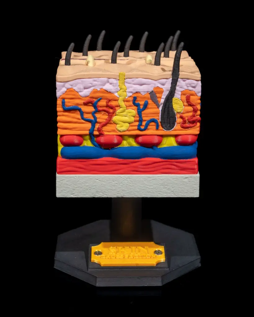 Skin_Cross_Section_3_bc3abf2242.webp