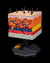 Skin_Cross_Section_9_4aa7610745.webp