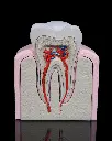 Healthy_Premolar_Tooth_1_4b8167db3c.webp