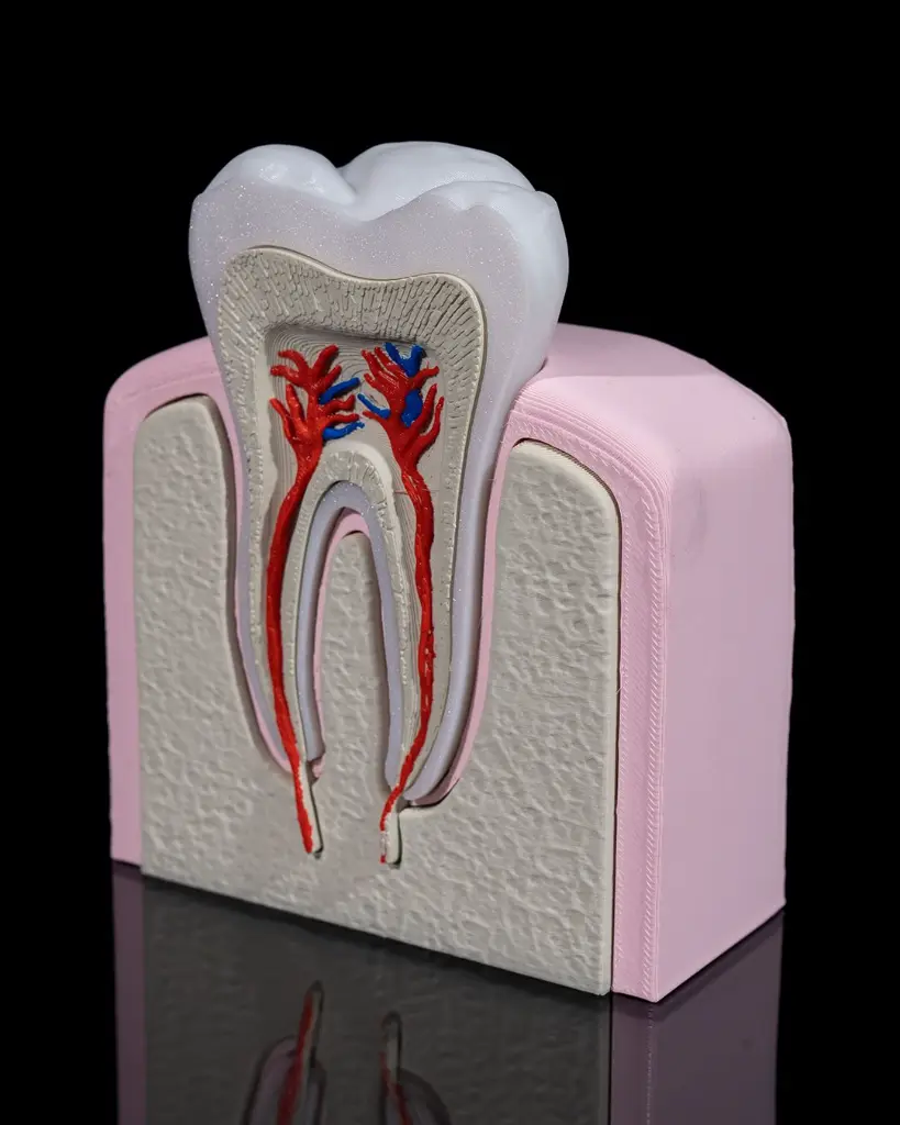 Healthy_Premolar_Tooth_3_28afbf53c7.webp