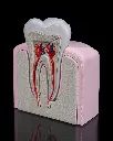 Healthy_Premolar_Tooth_3_28afbf53c7.webp