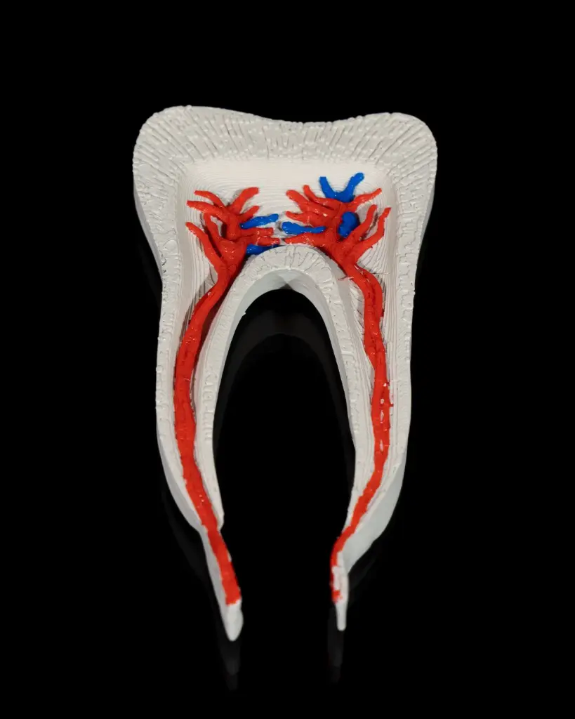 Healthy_Premolar_Tooth_7_94a29c5ed9.webp
