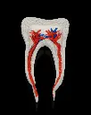 Healthy_Premolar_Tooth_7_94a29c5ed9.webp