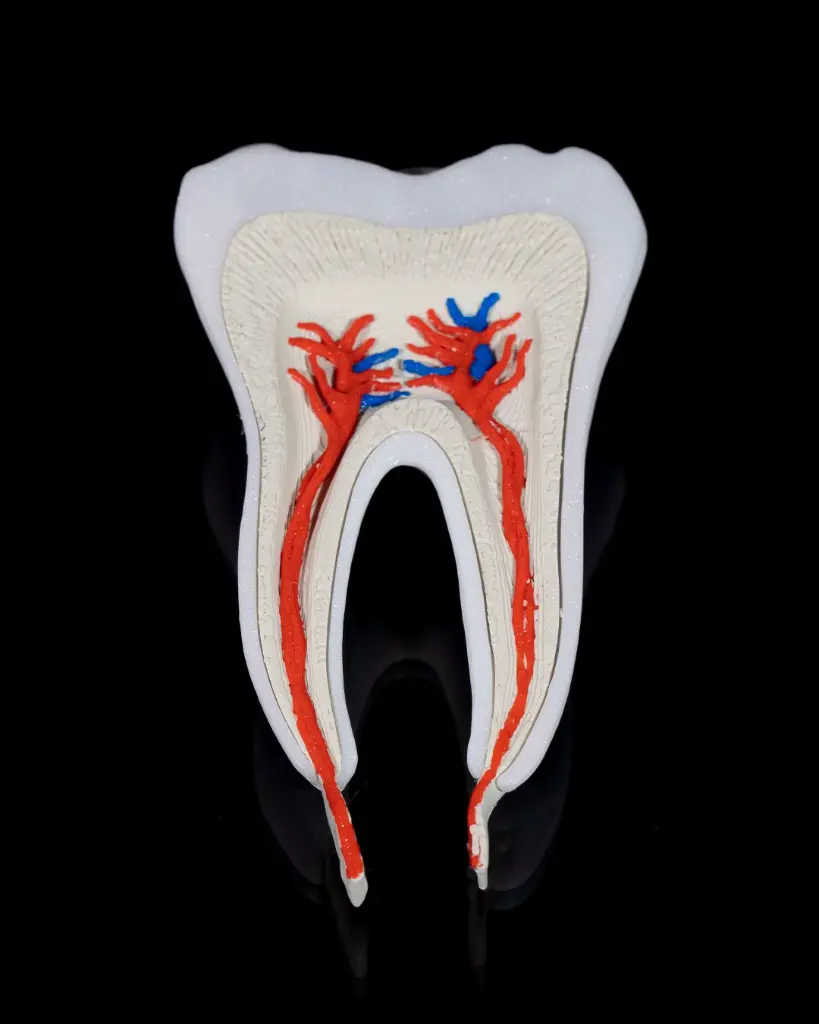 Healthy_Premolar_Tooth_5_ed0aa44368.webp