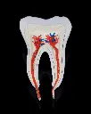 Healthy_Premolar_Tooth_5_ed0aa44368.webp