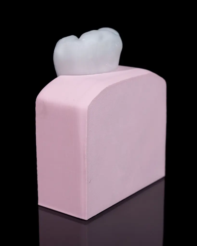 Healthy_Premolar_Tooth_4_bd89f00d9c.webp