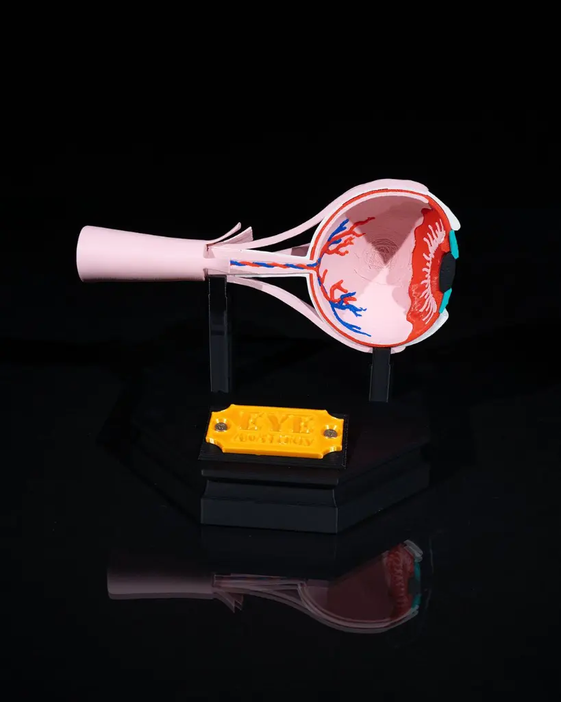 Human_Eye_5_f01e6ac267.webp