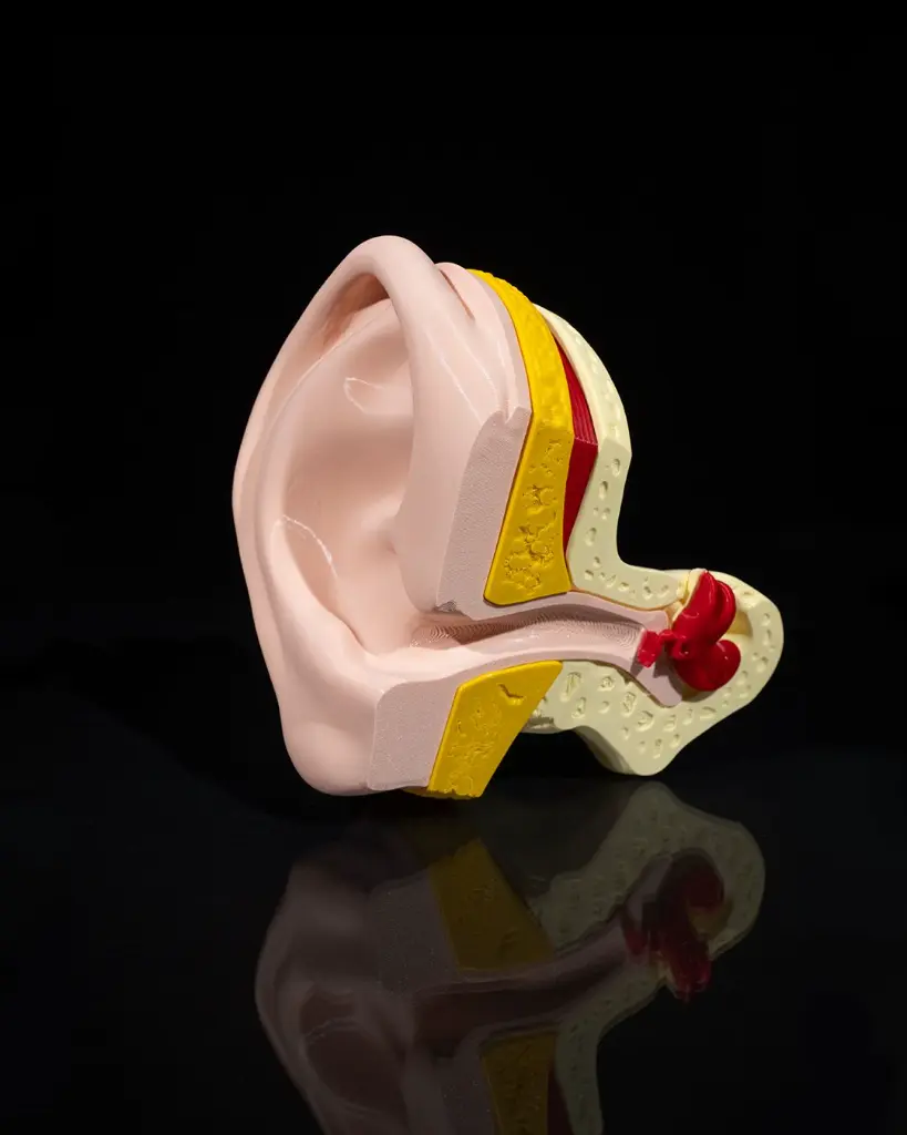 Outer_and_Inner_Ear_6_018d810eb0.webp