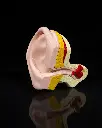 Outer_and_Inner_Ear_6_018d810eb0.webp