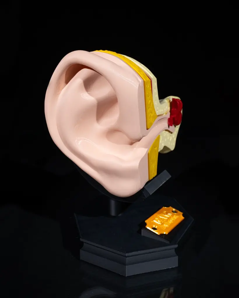 Outer_and_Inner_Ear_2_ec64dfd832.webp