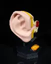 Outer_and_Inner_Ear_2_ec64dfd832.webp