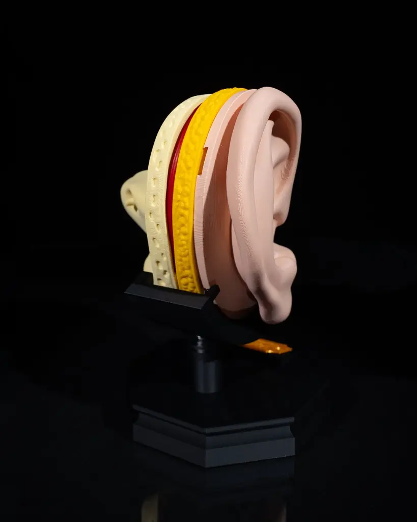 Outer_and_Inner_Ear_4_7be3aa82ce.webp