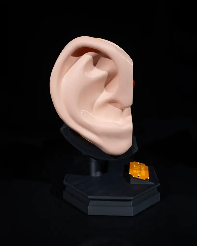Outer_and_Inner_Ear_3_8e2194ccaa.webp