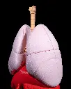 Lung_Anatomical_Model_5_990f0a493a.webp