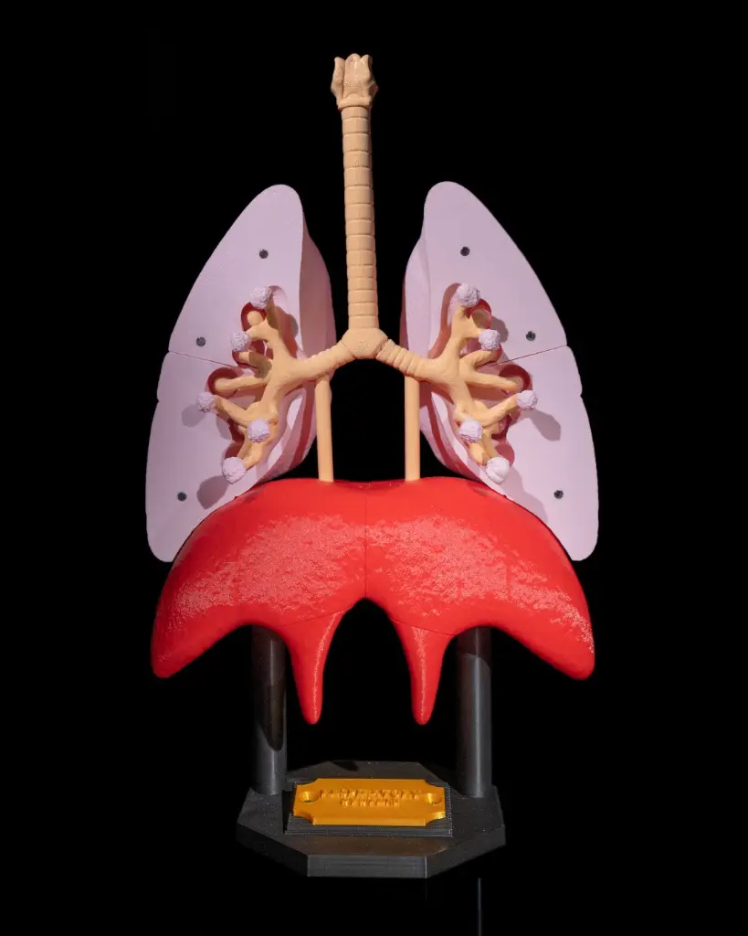 Lung_Anatomical_Model_2_6e12e3a6bf.webp