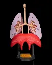 Lung_Anatomical_Model_2_6e12e3a6bf.webp
