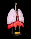 Lung_Anatomical_Model_1_f1d3d42771.webp