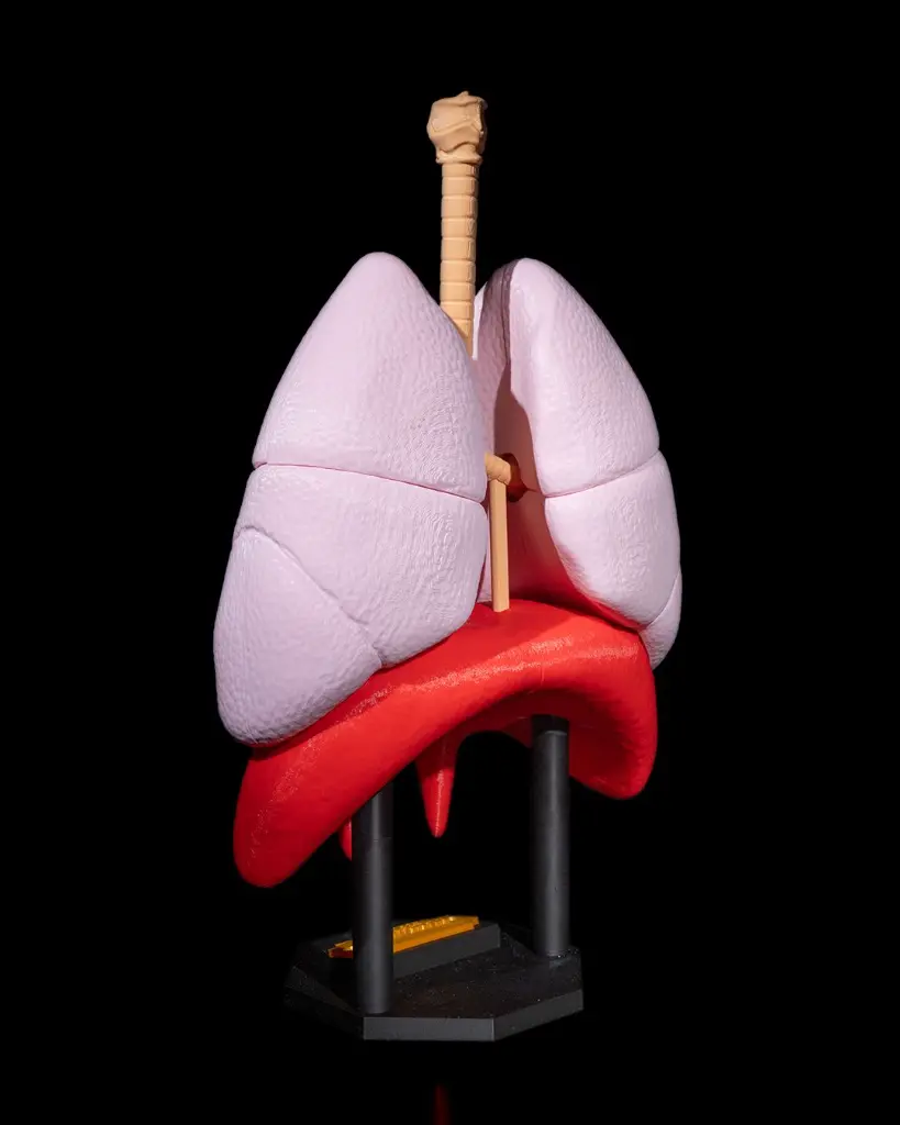Lung_Anatomical_Model_3_50909e3d83.webp