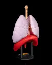 Lung_Anatomical_Model_3_50909e3d83.webp