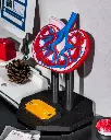 Kidney_Anatomical_Model_3_Photoroom_1_f8986b4a63.webp