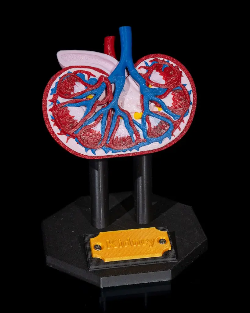 Kidney_Anatomical_Model_2_d89941ec5e.webp