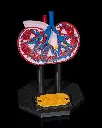Kidney_Anatomical_Model_2_d89941ec5e.webp