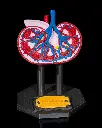Kidney_Anatomical_Model_1_b6dc069651.webp