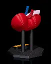 Kidney_Anatomical_Model_4_52f3acbf88.webp