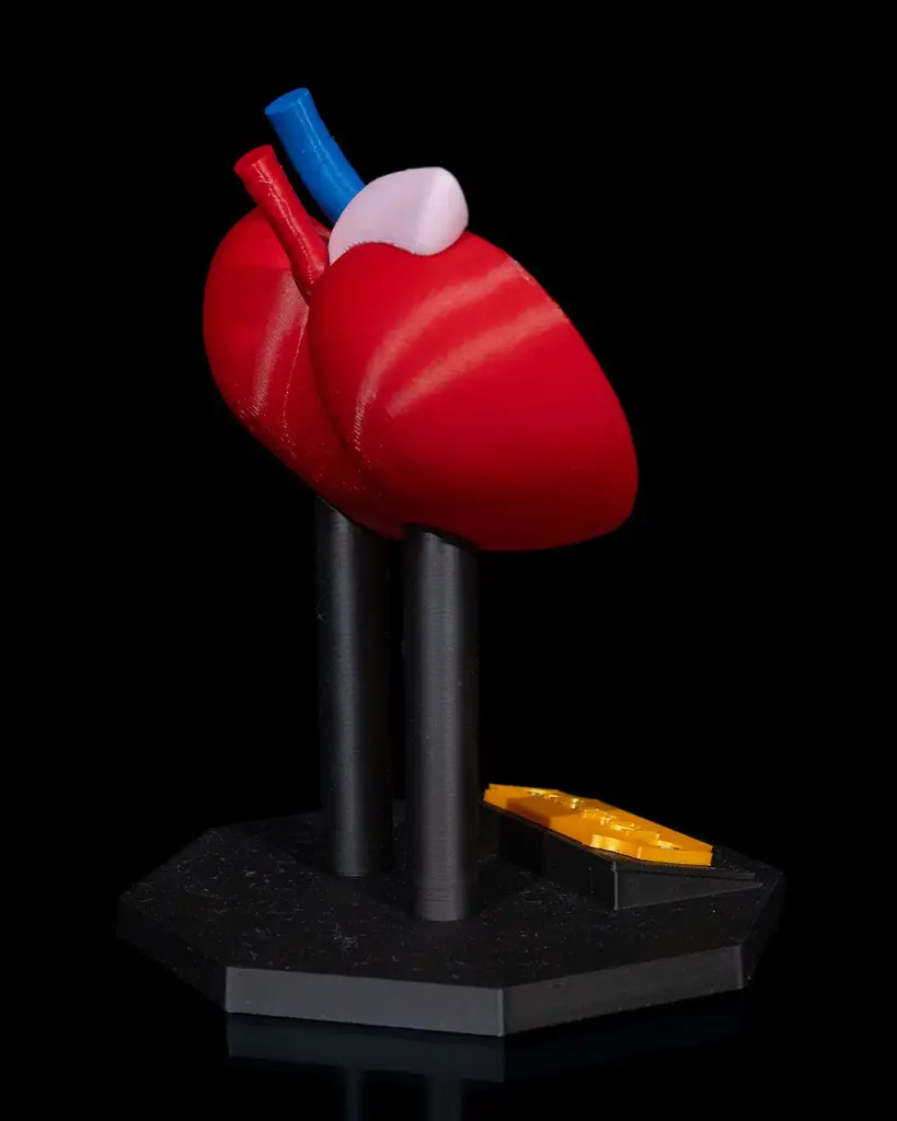 Kidney_Anatomical_Model_5_6f6df7ebd1.webp