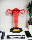 Uterus_1_Photoroom_2_3a2cd634d7.webp