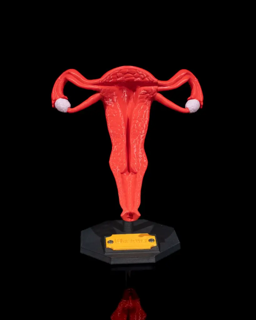 Uterus_1_06f58b0b33.webp