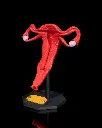Uterus_3_c95b6f65c2.webp