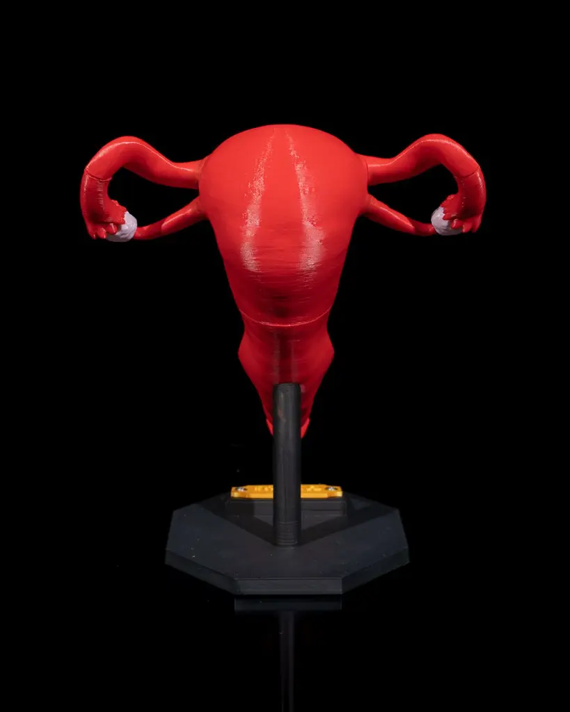 Uterus_6_2355d9c786.webp
