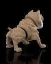 American_Bully5_4941d668e6.webp