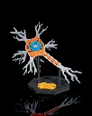 Neural_Cell_1_9b6d6ad0f3.webp