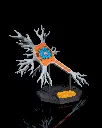 Neural_Cell_3_73e8d2e35c.webp