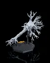Neural_Cell_6_ddce946795.webp