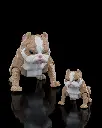 American_Bully7_62e0e74279.webp
