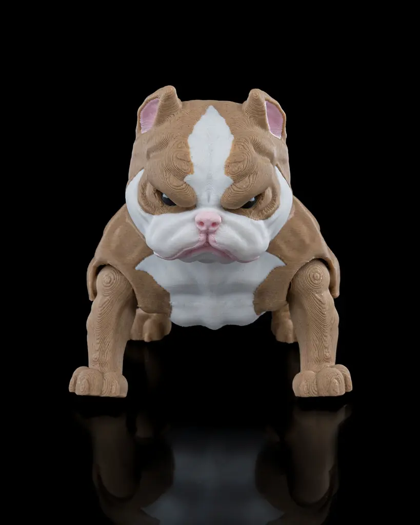 American_Bully1_5590986682.webp