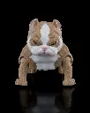 American_Bully1_5590986682.webp