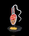 Sperm_Cell_4_547da63847.webp