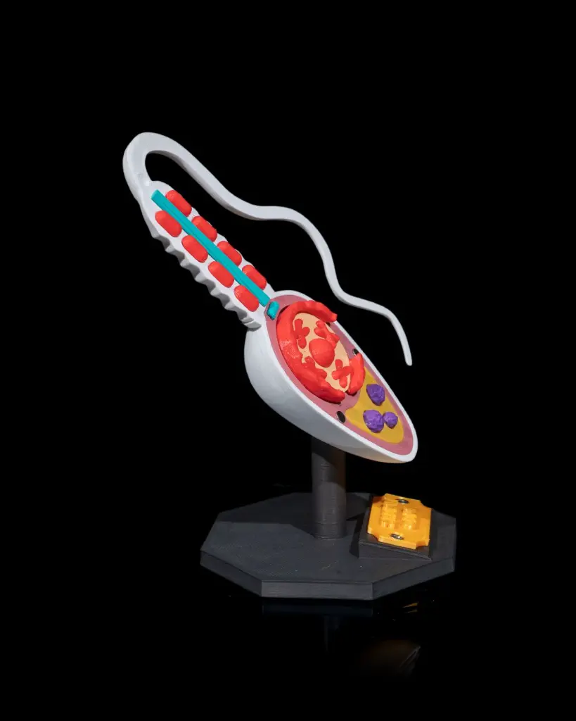 Sperm_Cell_3_f50de3a02f.webp