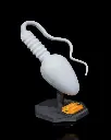 Sperm_Cell_6_d1b860190d.webp