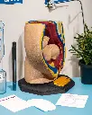 Female_Reproductive_System_3_Photoroom_2_22d218b6ef.webp