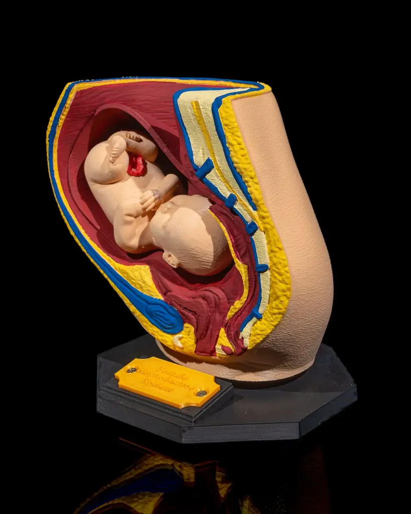 Female_Reproductive_System_5_459a159ccf.webp