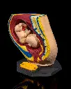 Female_Reproductive_System_5_459a159ccf.webp