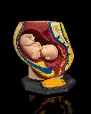 Female_Reproductive_System_2_d31caac73b.webp