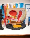 Male_Reproductive_System_6_Photoroom_2_946f5c3795.webp
