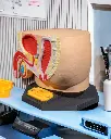 Male_Reproductive_System_5_Photoroom_1_1b3bda0800.webp