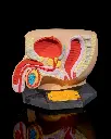 Male_Reproductive_System_6_fbebfe2a8c.webp